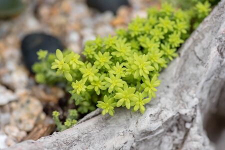Succulent plants in the botanical gardenの写真素材