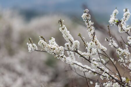 White plum blossomsの写真素材