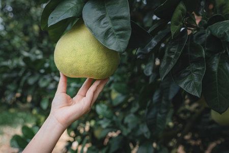 The grapefruit in the orchard is ripe. It's green and yellow. It's very beautiful