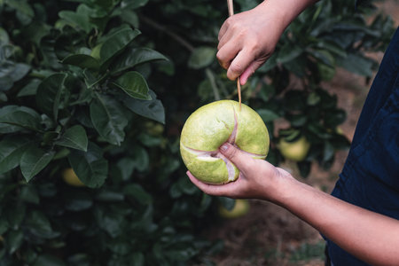 The grapefruit in the orchard is ripe. It's green and yellow. It's very beautiful