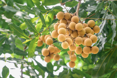 Yellow fresh longan on treeの写真素材