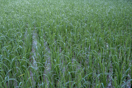 Green crops are planted in the fieldsの写真素材