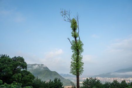 Under the blue sky, a straight tree looks very slenderの写真素材