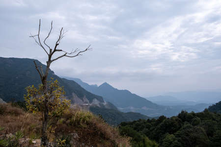 Individual trees stand out in the forestの写真素材