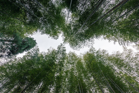 The bamboo forest in the countryside is full of straight green bamboo