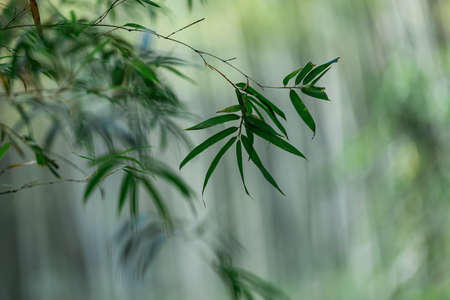 Close up of bamboo leaves in bamboo forestの写真素材