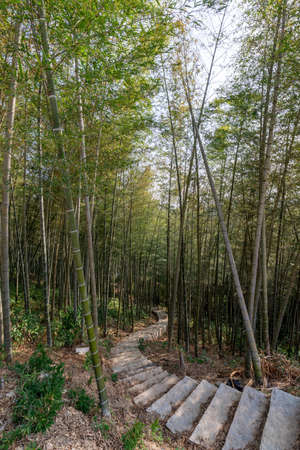 There are many bamboos in the bamboo forest. There is a road leading to the distanceの写真素材