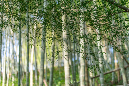 Close up of bamboo leaves in bamboo forestの写真素材