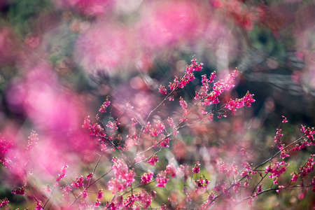Close up of red cherry blossoms in the parkの写真素材