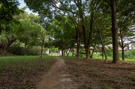 There are green trees and grass on both sides of the roadの写真素材