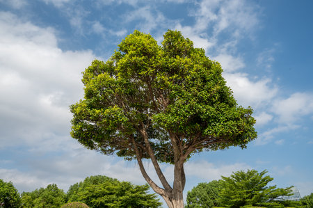 A tree in the park under the blue sky has a big crownの写真素材
