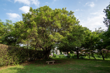 A tree in the park under the blue sky has a big crownの写真素材