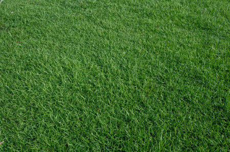 A piece of green grass, on the courtの写真素材
