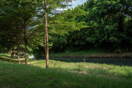 On both sides of the river are forests and grasslandsの写真素材
