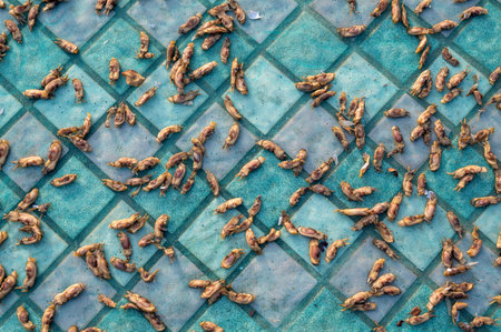 Dry the razor clams on the Striped groundの写真素材