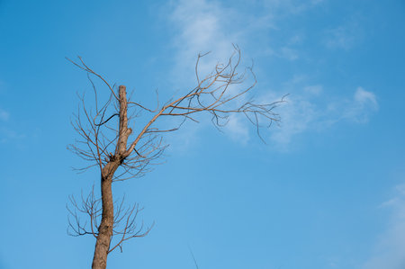 The sun shines on the dead trees under the blue skyの写真素材