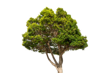 A tree with a large crown against a white backgroundの写真素材