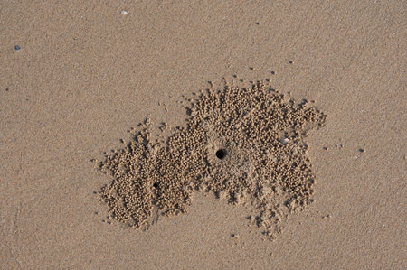 Small balls piled up by some seaside creatures on the beach