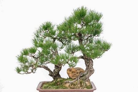 Chinese art bonsai on a white backgroundの写真素材