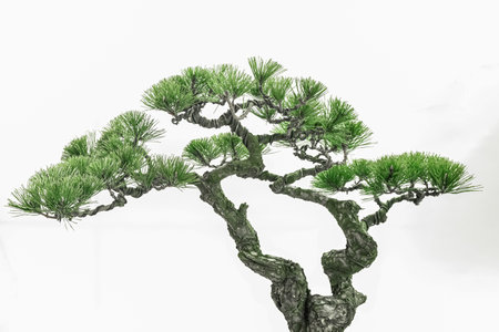 Art bonsai, on a pure white backgroundの写真素材