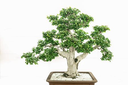 Art bonsai, on a pure white background