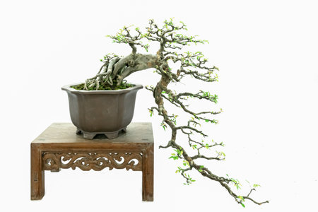 Chinese classical art bonsai against a white backgroundの写真素材