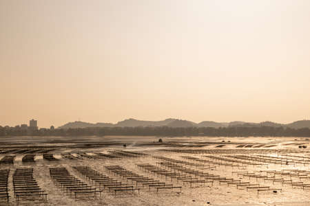 In the evening, the beach for seaweed breeding was golden by the sunの写真素材