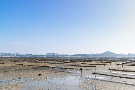 Under the blue sky, the lines and textures of bamboo rafts and ropes in the seaweed farm on the beach are very neatの写真素材