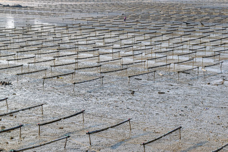 The lines and textures of the wooden frame and rope on the laver farm are on the beach in cloudy...