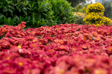 All kinds of small chrysanthemums form a very personalized flower wallの写真素材