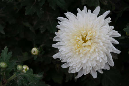 The white chrysanthemums are in full bloomの写真素材