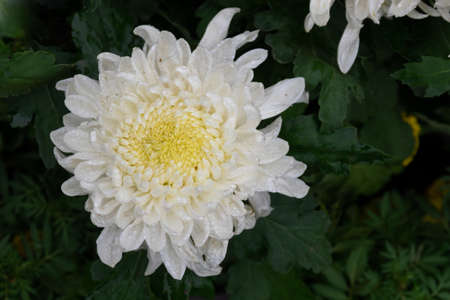 The white chrysanthemums are in full bloomの写真素材