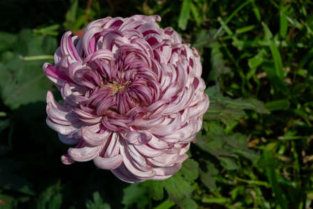The purple chrysanthemums in the park are in bloomの写真素材