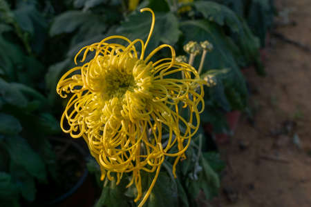 The yellow chrysanthemum is in full bloom. It has long and thin petals.の写真素材