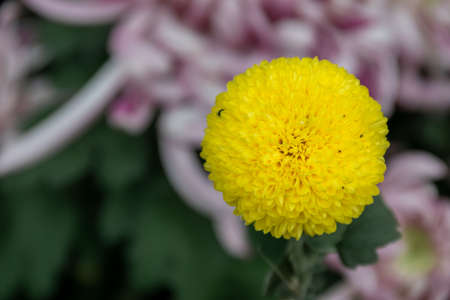 All kinds of yellow chrysanthemums are in bloomの写真素材