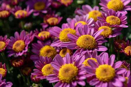 Close up of chrysanthemums of different varieties and colorsの写真素材