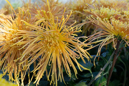 The red and yellow chrysanthemums with long and thin petals are in full bloomの写真素材