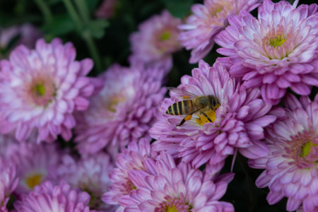 Close up of chrysanthemums of different varieties and colors