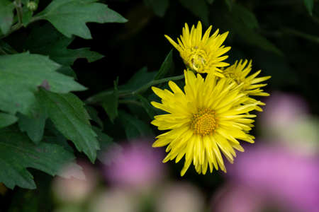 Close up of chrysanthemums of different varieties and colorsの写真素材