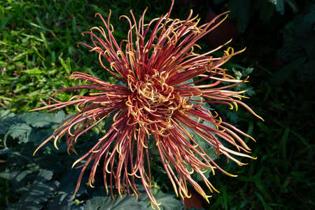 The red and yellow chrysanthemums with long and thin petals are in full bloomの写真素材