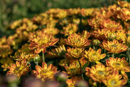 All kinds of small chrysanthemums form a very personalized flower wallの写真素材