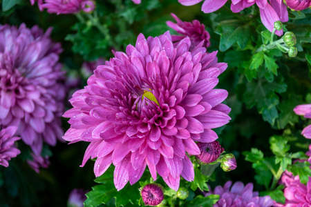 Autumn is coming, and the pink and purple chrysanthemums in the wild are in bloomの写真素材