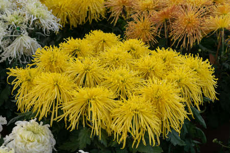 Close up of chrysanthemums of different varieties and colorsの写真素材