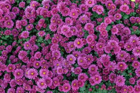 All kinds of small chrysanthemums form a very personalized flower wallの写真素材