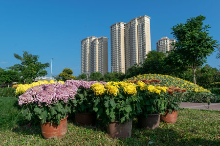 All kinds of chrysanthemums in various shapesの写真素材