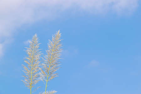 Several yellow reeds are under the blue sky and white cloudsの写真素材