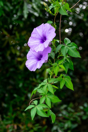 Wild flowers bloom in the green background