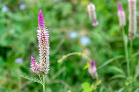 Wild flowers bloom in the green background