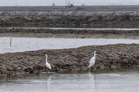 Egrets rest on the black beachの写真素材