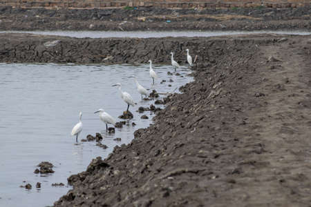 Egrets rest on the black beachの写真素材